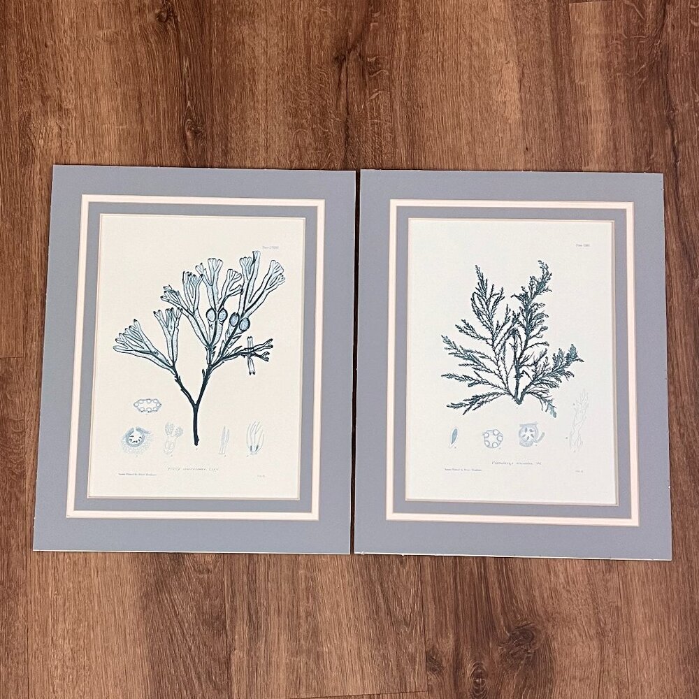 Henry Bradbury Blue Botanical Scientific Seaweed Art Beach Prints